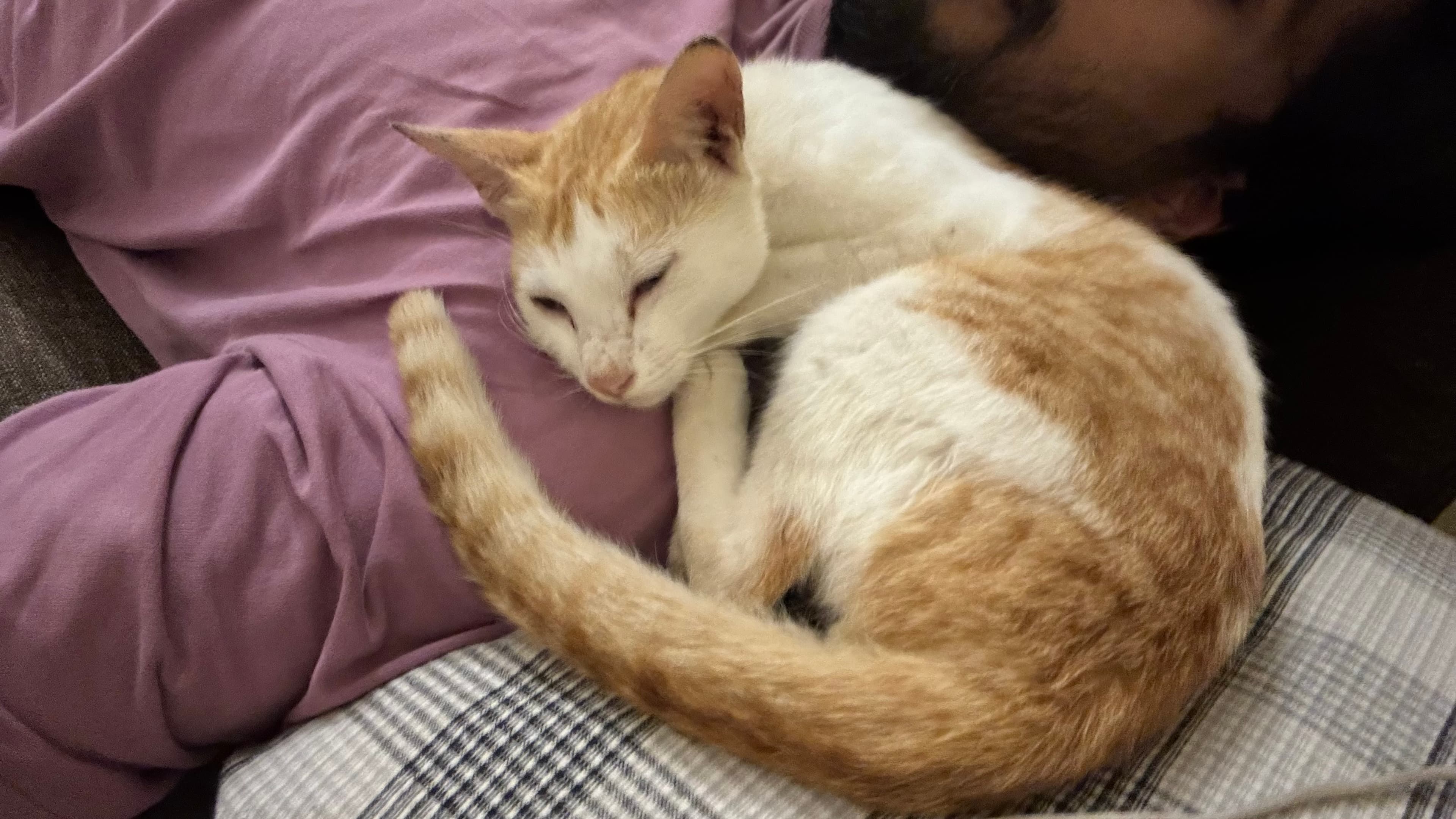 An orange and white cat curled up on a lap